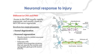 Neuronal response to injuryNeuronal response to injury
Different in CNS and PNS!
•Axons in the PNS usually rapidly
regenerate, and usually axons in
the CNS never regenerate
Involves two main processes:
1.Axonal degeneration
2.Neuronal regeneration
• Myelin tends to inhibit neuronal
regeneration
• Schwann cells
inhibit/downregulate proteins
that are specific for myelin and
upregulate glial growth factors
(GGFs)
 