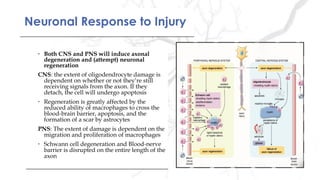 Neuronal Response to InjuryNeuronal Response to Injury
• Both CNS and PNS will induce axonal
degeneration and (attempt) neuronal
regeneration
CNS: the extent of oligodendrocyte damage is
dependent on whether or not they’re still
receiving signals from the axon. If they
detach, the cell will undergo apoptosis
• Regeneration is greatly affected by the
reduced ability of macrophages to cross the
blood-brain barrier, apoptosis, and the
formation of a scar by astrocytes
PNS: The extent of damage is dependent on the
migration and proliferation of macrophages
• Schwann cell degeneration and Blood-nerve
barrier is disrupted on the entire length of the
axon
• Both CNS and PNS will induce axonal
degeneration and (attempt) neuronal
regeneration
CNS: the extent of oligodendrocyte damage is
dependent on whether or not they’re still
receiving signals from the axon. If they
detach, the cell will undergo apoptosis
• Regeneration is greatly affected by the
reduced ability of macrophages to cross the
blood-brain barrier, apoptosis, and the
formation of a scar by astrocytes
PNS: The extent of damage is dependent on the
migration and proliferation of macrophages
• Schwann cell degeneration and Blood-nerve
barrier is disrupted on the entire length of the
axon
 