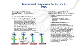 Neuronal response to injury in
PNS
Neuronal response to injury in
PNS
• Traumatic degeneration 
degeneration at the site of the axon
• Usually only a couple internodal
segments
• If it extends further or more
proximally, it usually results in
apoptosis
• Regeneration (traumatic)
• Schwann cells will arrange
themselves in endoneurial tubes 
Removal of debris from axons and
myelin inside of the tubes  tubes
collapse  proliferating Schwann
cells form bands of Bungner 
bands guide the growth of new
axons  growth cone  if the cone
sprouts associate with a band, it
regenerates between the layers of
the Schwann cell external lamina 
bands guide neurites to rebuild the
axon proximally to distally  axon
regrowth stops Schwann
differentiation
• Anterograde (Wallerian)
degeneration  distal to injury
site
• 8-24 hours after axon damage
• Axon swells  disintegration 
axonal cytoskeleton breakdown 
disassembly of the cytoskeleton
(granular disintegration)  axon
fragmentation f phagocytosis of
myelin debris by Schwann cells and
(later) macrophages
• Secretion of GGFs  Schwann cell
division  Arrangement of
Schwann cells on external laminae
 