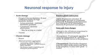 Neuronal response to injuryNeuronal response to injury
• Acute damage
• Oxygen/Glucose depletion  need
continuous supply for high
metabolic demand
• Action potentials – maintain
membrane gradients
• Cytoplasmic dendritic
arborization
• May be as long as a meter
• Trauma
• Chronic damage
• Slower
• Aberrant protein aggregates
• maintaining cellular integrity is
extremely important – protein turnover
highly regulated
• Not doing so leads to misfolding and
subsequent proteinopathies
Reactive gliosis (astrocytes)
•Injury  astrocyte activation 
hypertrophy (increase in cytoplasmic
processes)  densely packed processes
over time with GFAP intermediate
filaments  permanent scar (plaque)
Soma and Axon changes
•Changes in the cell body are proportional to
the amount of axoplasm destroyed
•Axonal injury  retrograde signaling 
c-jun (TF) upregulation  cell body
swells  nucleus moves to the periphery
 
•Chromatolysis: Nissl bodies disappear
from the center of the neuron and move
to the periphery 1-2 days later (peak ~ 2
weeks)
 