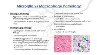Microglia vs Macrophage Pathology
 