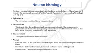 Neuron histologyNeuron histology
• Similarly to muscle tissue, nerve fascicles also have multiple layers. These layers will
contain the same prefixes endo-(”within”), peri- (“enclosing”/”surrounding”), and epi-
(“on top of”).
1. Epineurium
• The epineurium consists of dense connective tissue
1. Perineurium
• This layer is thin, flat, and immediately surrounds each fascicle. The perineurium is
important when it comes to distinguishing nervous tissue apart from muscle fibers, as this
layer, while thin, gives nerve bundles their boundaries
1. Endoneurium
• This layer consists of fine connective tissue
• Nuclei
• Schwann cells-– In the PNS, these crescent=shaped nuclei will be visible tangential to nerve
fibers.
• Fibroblasts – In the endoneurium, these small and dense nuclei will be present
• Endothelium– These usually run parallel to nerve fibers
 