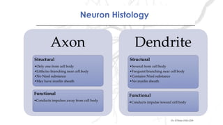 Neuron HistologyNeuron Histology
Dr. O’Brien OSU-CHS
 