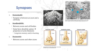 SynapsesSynapses
1. Axosomatic
• Synapse is between an axon and a
cell body
1. Axodendritic
• Between axons and cell bodies
• Some have dendritic spines 
projection of actin filaments
• Long term memory and/or learning
1. Axoaxonic
• Between axons and other axons
1. Axosomatic
• Synapse is between an axon and a
cell body
1. Axodendritic
• Between axons and cell bodies
• Some have dendritic spines 
projection of actin filaments
• Long term memory and/or learning
1. Axoaxonic
• Between axons and other axons
 