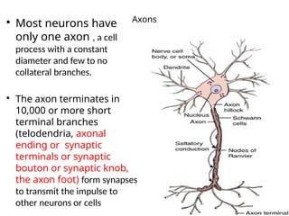 Neuro Pathology 3.5.pptx it's well detailed | PPTX