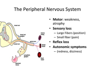 The Peripheral Nervous System
• Motor: weakness,
atrophy
• Sensory loss
– Large Fibers (position)
– Small fiber (pain)
• Reflex loss
• Autonomic symptoms
– (redness, dizziness)
 