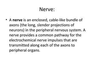 Nerve:
• A nerve is an enclosed, cable-like bundle of
axons (the long, slender projections of
neurons) in the peripheral nervous system. A
nerve provides a common pathway for the
electrochemical nerve impulses that are
transmitted along each of the axons to
peripheral organs.
 