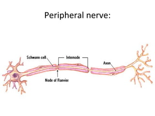 Peripheral nerve:
 