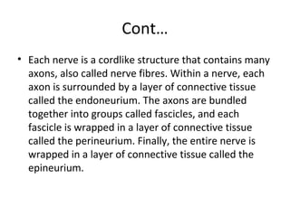 Cont…
• Each nerve is a cordlike structure that contains many
axons, also called nerve fibres. Within a nerve, each
axon is surrounded by a layer of connective tissue
called the endoneurium. The axons are bundled
together into groups called fascicles, and each
fascicle is wrapped in a layer of connective tissue
called the perineurium. Finally, the entire nerve is
wrapped in a layer of connective tissue called the
epineurium.
 
