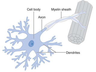 Peripheral Neuropathy final | PPTX