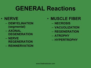GENERAL Reactions NERVE DEMYELINATION (segmental) AXONAL DEGENERATION NERVE REGENERATION REINNERVATION MUSCLE FIBER NECROSIS VACUOLIZATION REGENERATION ATROPHY HYPERTROPHY www.freelivedoctor.com 