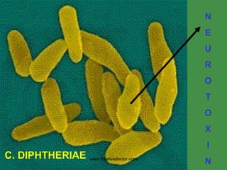 N E U R O T O X I N C. DIPHTHERIAE www.freelivedoctor.com 