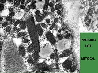 PARKING LOT MITOCH. www.freelivedoctor.com 