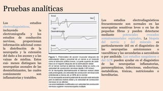 Pruebas analíticas
Los estudios
electrodiagnósticos,
incluyendo la
electromiografía y los
estudios de conducción
nerviosa, proporcionan
información adicional como
la distribución de la
neuropatía y la extensión
del daño a los axones y a las
vainas de mielina. Estos
exá- menes distinguen las
neuropatías axonales de las
desmielinizantes, las cuales
comúnmente son
inflamatorias y tratables.
Los estudios electrodiagnósticos
frecuentemente son normales en las
neuropatías sensitivas leves o en las de
pequeñas fibras y pueden detectarse
mediante potenciales evocados
somatosensoriales espinales. La biopsia
del nervio y del músculo es
particularmente útil en el diagnóstico de
las neuropatías autoinmunes o
vasculíticas y las secundarias a sarcoidosis
o por amiloide. Los estudios sanguíneos o
del LCR pueden ayudar en el diagnóstico
de las neuropatías inflamatorias,
paraneoplásicas, infecciosas, endocrinas,
metabólicas, tóxicas, nutricionales o
hereditarias.
 