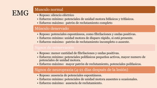 EMG
Musculo normal
• Reposo: silencio eléctrico
• Esfuerzo mínimo: potenciales de unidad motora bifásicos y trifásicos.
• Esfuerzo máximo: patrón de reclutamiento completo
Músculo denervado
• Reposo: potenciales espontáneos, como fibrilaciones y ondas positivas.
• Esfuerzo mínimo: unidad motora de disparo rápido, si está presente.
• Esfuerzo máximo: patrón de reclutamiento incompleto o ausente.
Signos de reinervación
• Reposo: menor cantidad de fibrilaciones y ondas positivas.
• Esfuerzo mínimo: potenciales polifásicos pequeños activos, mayor numero de
potenciales de unidad motora.
• Esfuerzo máximo: mayor patrón de reclutamiento, potenciales polifasicos.
Signos de neuropraxia (4-21 días después de la lesión)
• Reposo: ausencia de potenciales espontáneos.
• Esfuerzo mínimo: potenciales de unidad motora ausentes u ocasionales.
• Esfuerzo máximo: ausencia de reclutamiento.
 