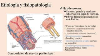 Etiología y fisiopatología
Composición de nervios periféricos
Haz de axones.
Tamaño grande y mediano
cubiertos por capa de mielina.
Fibras diámetro pequeño son
amielínicas.
NP son nervios mixtos (la mayoría):
• Sensitivos entrante (aferentes):
impulsos motores.
• Y autónomos salientes (eferentes).
-Aferentes grandes: sensación,
vibración y postura.
-Eferentes diámetro grande: inervan
los músculos.
-Diámetro pequeño (amielinicas):
dolor, temperatura e info.
Autonomas
 