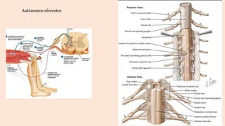 Autónomos eferentes
 