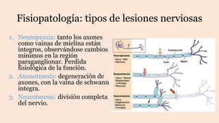 Fisiopatología: tipos de lesiones nerviosas
1. Neuropraxia: tanto los axones
como vainas de mielina están
integros, observándose cambios
minimos en la región
paraganglionar. Perdida
fisiológica de la función.
2. Axonotmesis: degeneración de
axones, con la vaina de schwann
integra.
3. Neurotmesis: división completa
del nervio.
 