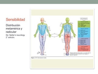 Sensibilidad
Distribución
metamérica y
radicular
De: Netter’s neurology
2° edición.
 