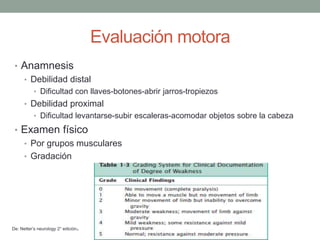 Evaluación motora
• Anamnesis
• Debilidad distal
• Dificultad con llaves-botones-abrir jarros-tropiezos
• Debilidad proximal
• Dificultad levantarse-subir escaleras-acomodar objetos sobre la cabeza
• Examen físico
• Por grupos musculares
• Gradación
De: Netter’s neurology 2° edición.
 