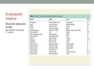 Evaluación
motora
Nivel de afección
motor
De: Netter’s neurology
2° edición
 