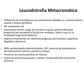 Leucodistrofia Metacromática
• Deficiencia de arilsulfatasa A con acúmulo de sulfátidos en sustancia blanca
central y mielina periférica.
• AR, cromosoma 10.
• Nacimiento normal; luego de iniciada la marcha aparece dificultad
progresiva por paraparesia flácida con arreflexia, sobre la que se va
instalando luego piramidalismo.
• Disartria inicialmente con deterioro progresivo de funciones superiores
llegando a demencia.
• EMG: polineuropatía desmielinizante. LCR: aumento de proteínas por
desmielinización central y periférica (raíces).
• Presencia de mancha grisácea en mácula.
• Existencia de formas parciales y tardías. Inhabitualmente hay formas
precoces. 25
 