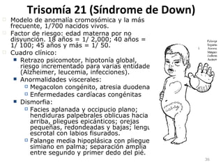 Trisomía 21 (Síndrome de Down)
36
 Modelo de anomalía cromosómica y la más
frecuente, 1/700 nacidos vivos.
 Factor de riesgo: edad materna por no
disyunción. 18 años = 1/ 2,000; 40 años =
1/ 100; 45 años y más = 1/ 50.
 Cuadro clínico:
 Retrazo psicomotor, hipotonía global,
riesgo incrementado para varias entidades
(Alzheimer, leucemia, infecciones).
 Anormalidades viscerales:
 Megacolon congénito, atresia duodenal
 Enfermedades cardíacas congénitas
 Dismorfia:
 Facies aplanada y occipucio plano;
hendiduras palpebrales oblicuas hacia
arriba, pliegues epicánticos; orejas
pequeñas, redondeadas y bajas; lengua
escrotal con labios fisurados.
 Falange media hipoplásica con pliegue
simiano en palma; separación amplia
entre segundo y primer dedo del pié.
 
