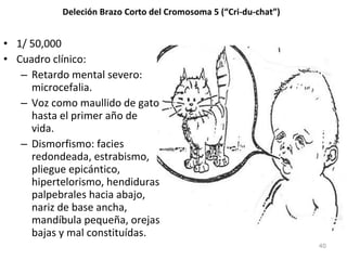 Deleción Brazo Corto del Cromosoma 5 (“Cri-du-chat”)
• 1/ 50,000
• Cuadro clínico:
– Retardo mental severo:
microcefalia.
– Voz como maullido de gato
hasta el primer año de
vida.
– Dismorfismo: facies
redondeada, estrabismo,
pliegue epicántico,
hipertelorismo, hendiduras
palpebrales hacia abajo,
nariz de base ancha,
mandíbula pequeña, orejas
bajas y mal constituídas.
40
 