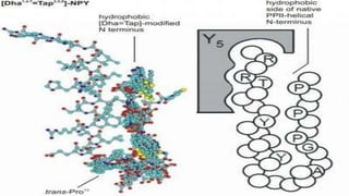 Neuropeptide y | PPTX