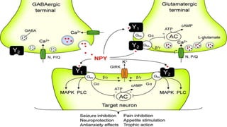 Neuropeptide y | PPTX