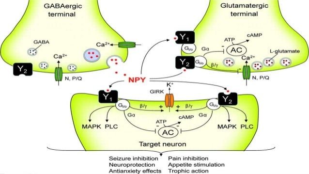 Neuropeptide y