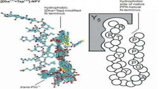 Neuropeptide y | PPT