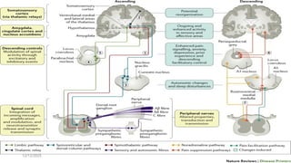 Why Pain Neuropharmacology of Pain Molecular: Mechanisms of Nociception ...
