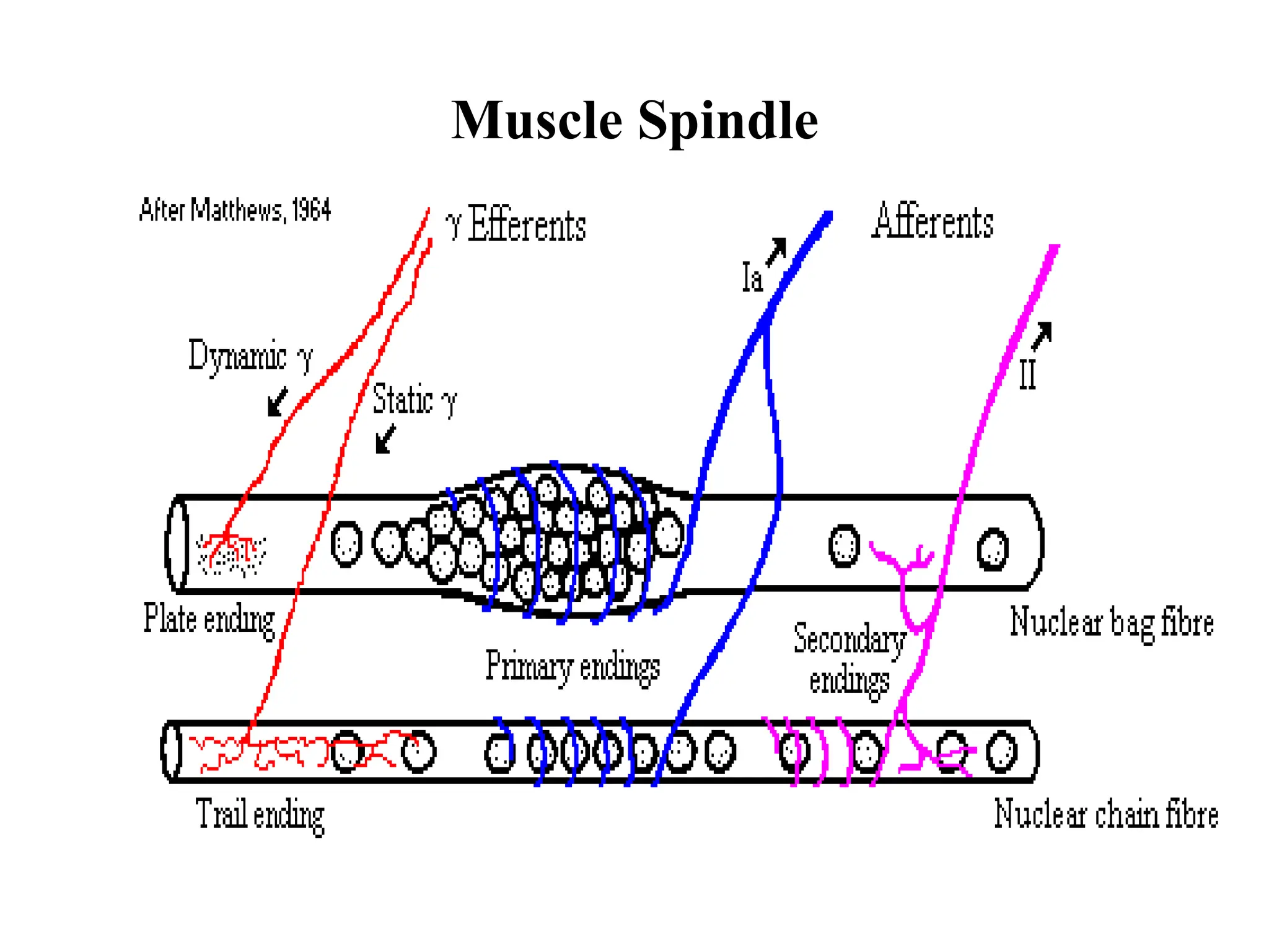 Muscle Spindle
 