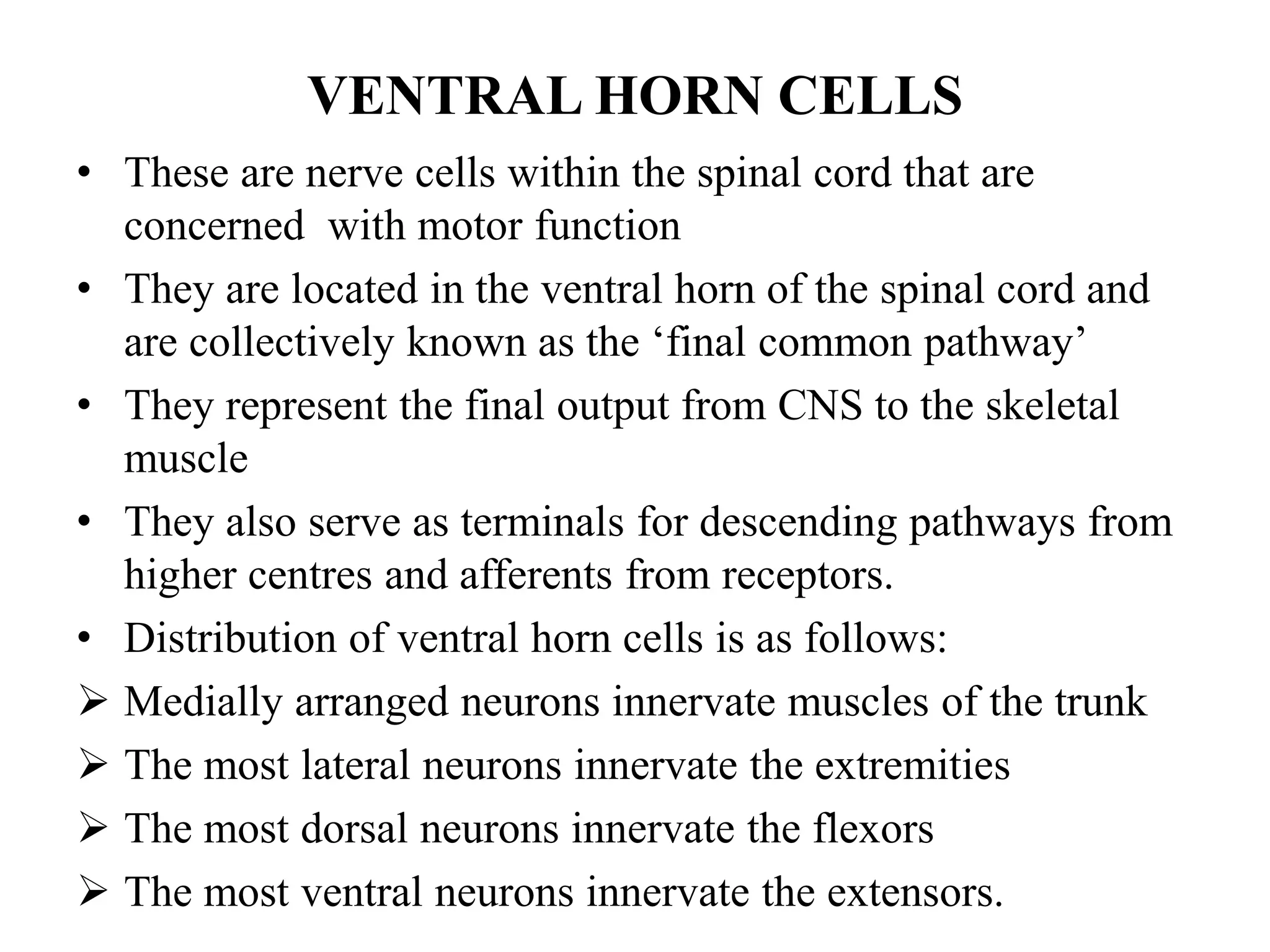 VENTRAL HORN CELLS
• These are nerve cells within the spinal cord that are
concerned with motor function
• They are located in the ventral horn of the spinal cord and
are collectively known as the ‘final common pathway’
• They represent the final output from CNS to the skeletal
muscle
• They also serve as terminals for descending pathways from
higher centres and afferents from receptors.
• Distribution of ventral horn cells is as follows:
 Medially arranged neurons innervate muscles of the trunk
 The most lateral neurons innervate the extremities
 The most dorsal neurons innervate the flexors
 The most ventral neurons innervate the extensors.
 