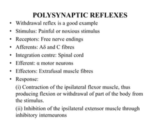 Polysynaptic Reflexes Example NEUROPHYSIOLOGY OF THE MOTOR SYSTEM-1.ppt