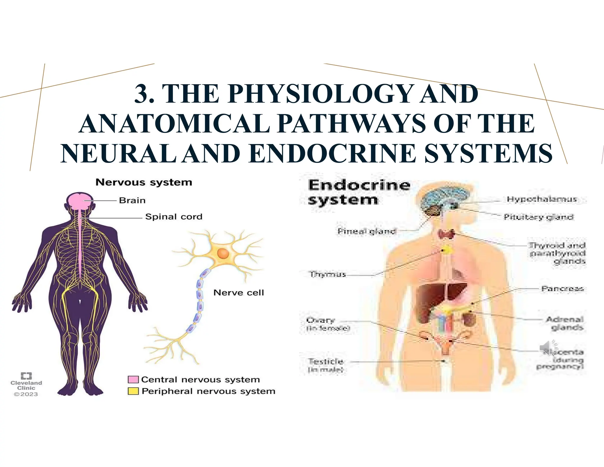 3. THE PHYSIOLOGYAND
ANATOMICAL PATHWAYS OF THE
NEURALAND ENDOCRINE SYSTEMS
 