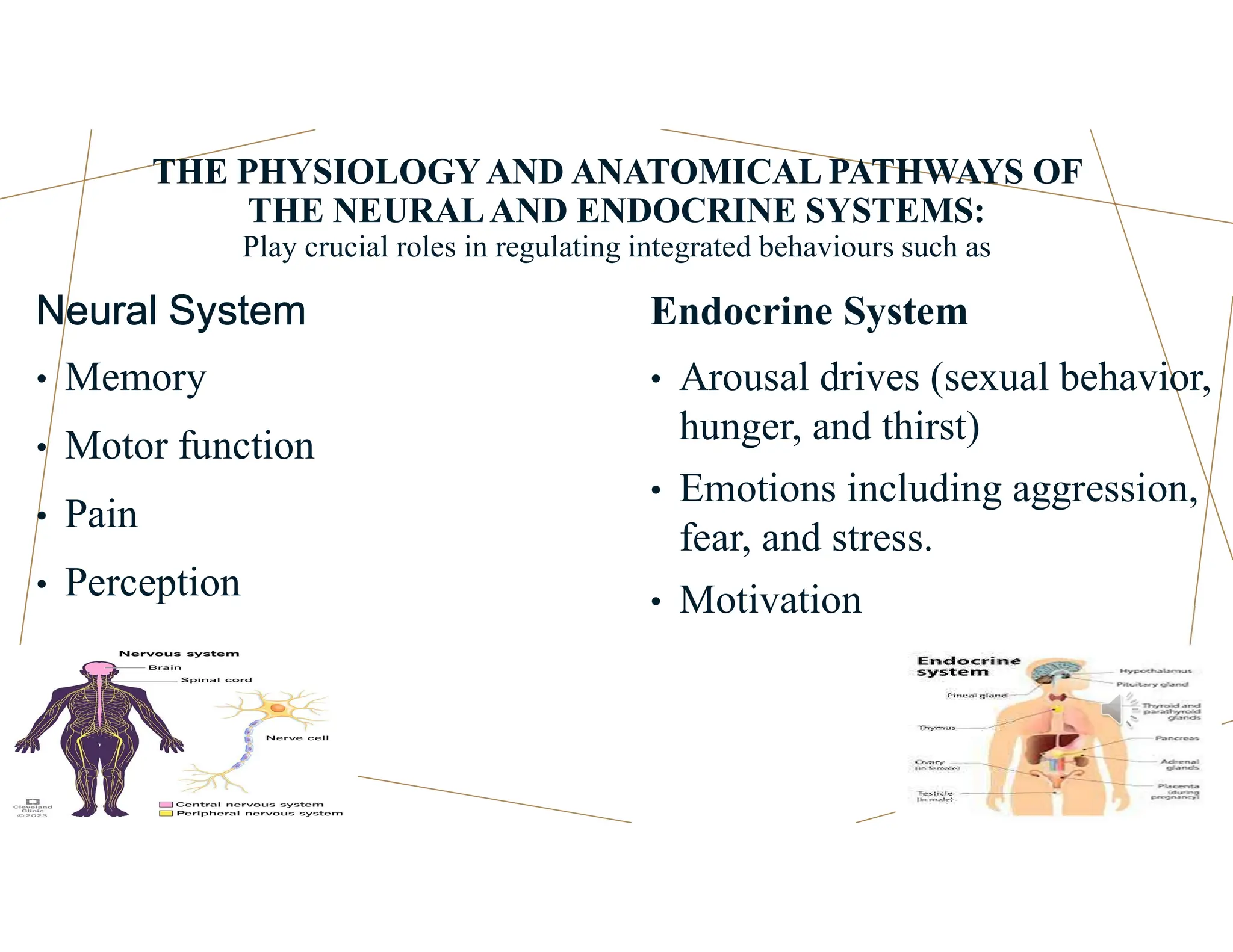 THE PHYSIOLOGYAND ANATOMICAL PATHWAYS OF
THE NEURALAND ENDOCRINE SYSTEMS:
Play crucial roles in regulating integrated behaviours such as
Neural System
• Memory
• Motor function
• Pain
• Perception
Endocrine System
• Arousal drives (sexual behavior,
hunger, and thirst)
• Emotions including aggression,
fear, and stress.
• Motivation
 