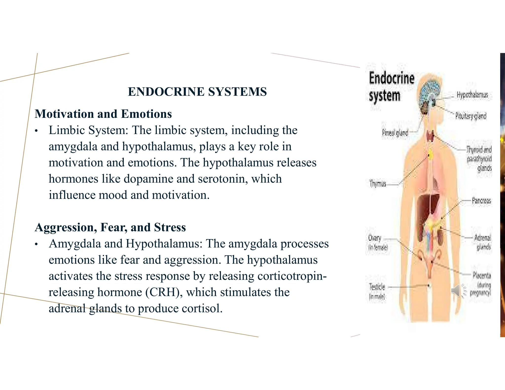 ENDOCRINE SYSTEMS
Motivation and Emotions
• Limbic System: The limbic system, including the
amygdala and hypothalamus, plays a key role in
motivation and emotions. The hypothalamus releases
hormones like dopamine and serotonin, which
influence mood and motivation.
Aggression, Fear, and Stress
• Amygdala and Hypothalamus: The amygdala processes
emotions like fear and aggression. The hypothalamus
activates the stress response by releasing corticotropin-
releasing hormone (CRH), which stimulates the
adrenal glands to produce cortisol.
 