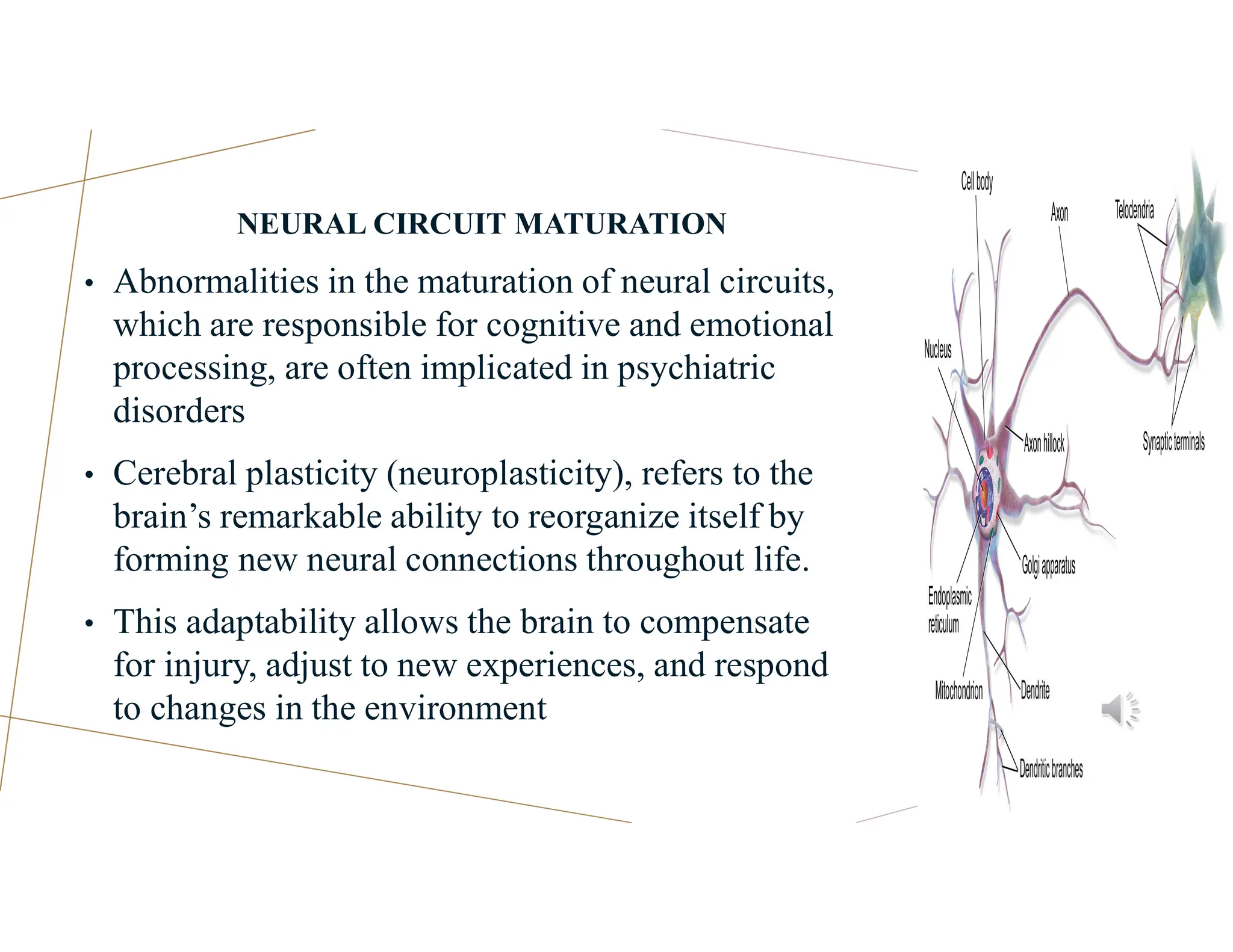 NEURAL CIRCUIT MATURATION
• Abnormalities in the maturation of neural circuits,
which are responsible for cognitive and emotional
processing, are often implicated in psychiatric
disorders
• Cerebral plasticity (neuroplasticity), refers to the
brain’s remarkable ability to reorganize itself by
forming new neural connections throughout life.
• This adaptability allows the brain to compensate
for injury, adjust to new experiences, and respond
to changes in the environment
 