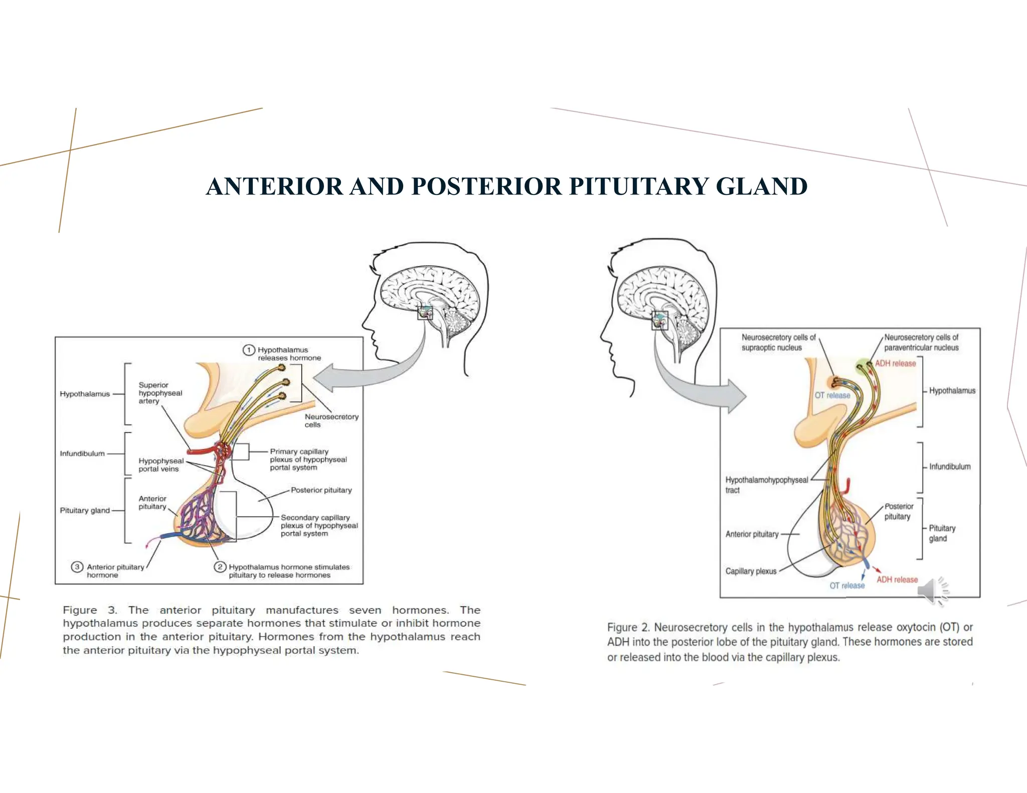 ANTERIOR AND POSTERIOR PITUITARY GLAND
.
 