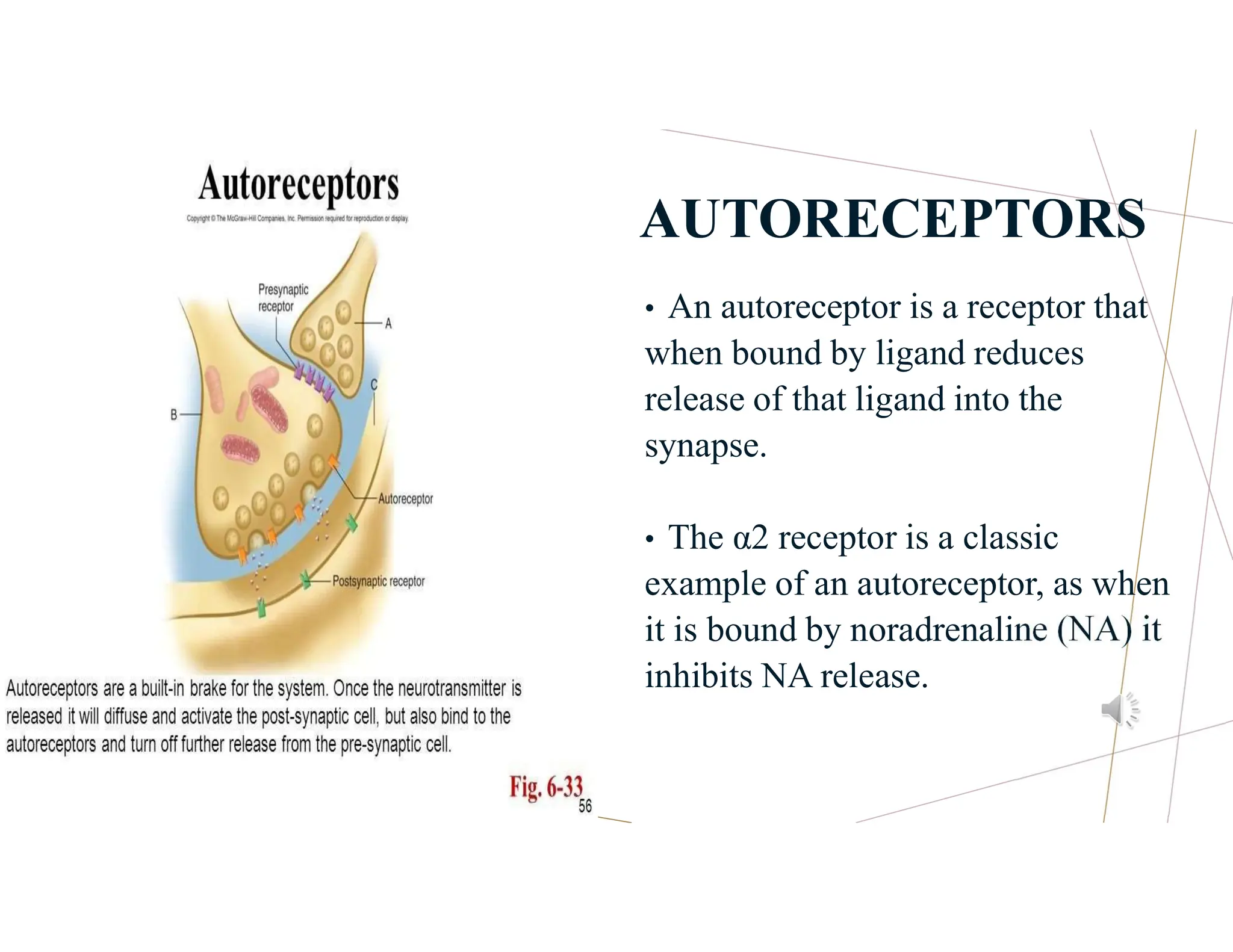 AUTORECEPTORS
• An autoreceptor is a receptor that
when bound by ligand reduces
release of that ligand into the
synapse.
• The α2 receptor is a classic
example of an autoreceptor, as when
it is bound by noradrenaline (NA) it
inhibits NA release.
 