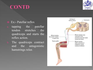  Ex:- Patellar reflex
a. tapping the patellar
tendon stretches the
quadriceps and starts the
reflex action.
b. The quadriceps contract
and the antagonistic
hamstrings relax
 