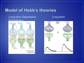 Long-term Depression Long-term
Potentiation
 