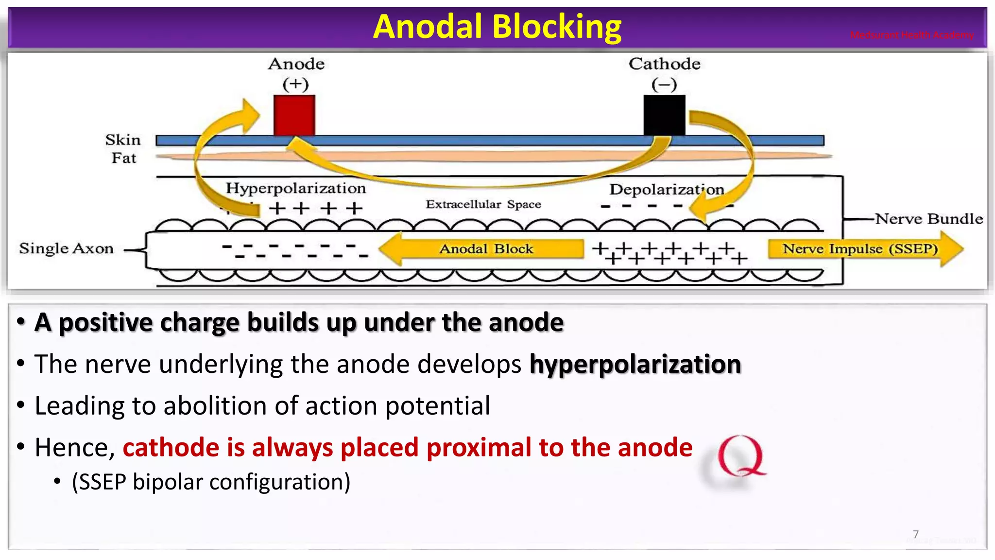 Neurophysiological Signals in IONM part I | PPTX