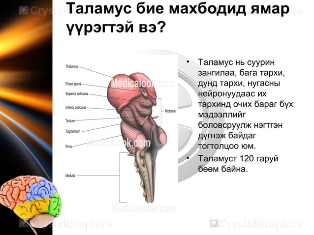 Neurophysiology мэдрэлийн физиологи | PPT