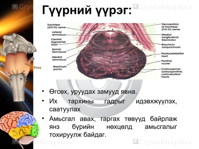 Neurophysiology мэдрэлийн физиологи | PPT