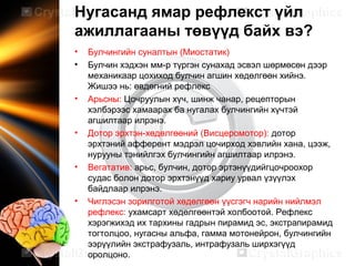 Neurophysiology мэдрэлийн физиологи | PPT