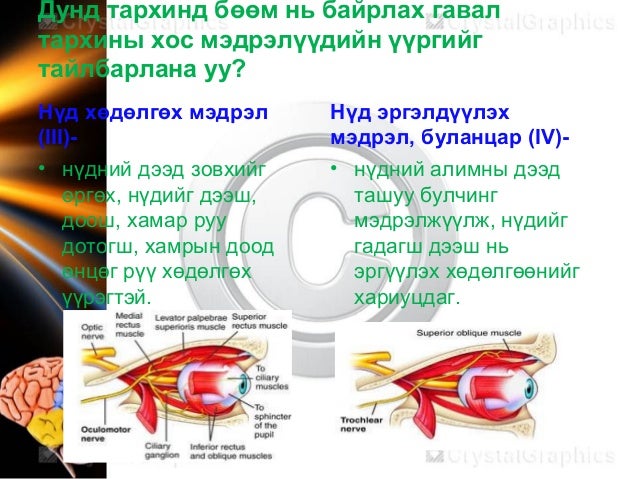 Neurophysiology мэдрэлийн физиологи