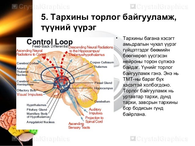 Neurophysiology мэдрэлийн физиологи